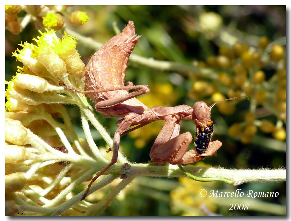 Insetti dalla Croazia : 19. Ameles spallanzania (Mantodea)